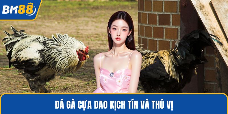 Đá gà cựa dao kịch tín và thú vị