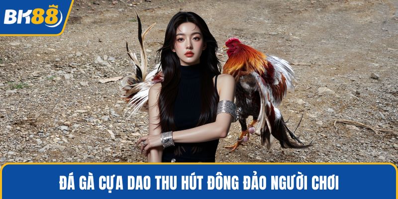 Đá gà cựa dao thu hút đông đảo người chơi