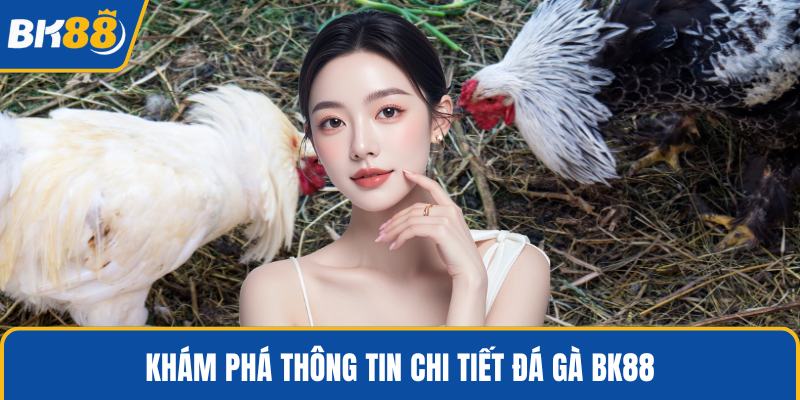 Khám phá thông tin chi tiết đá gà BK88
